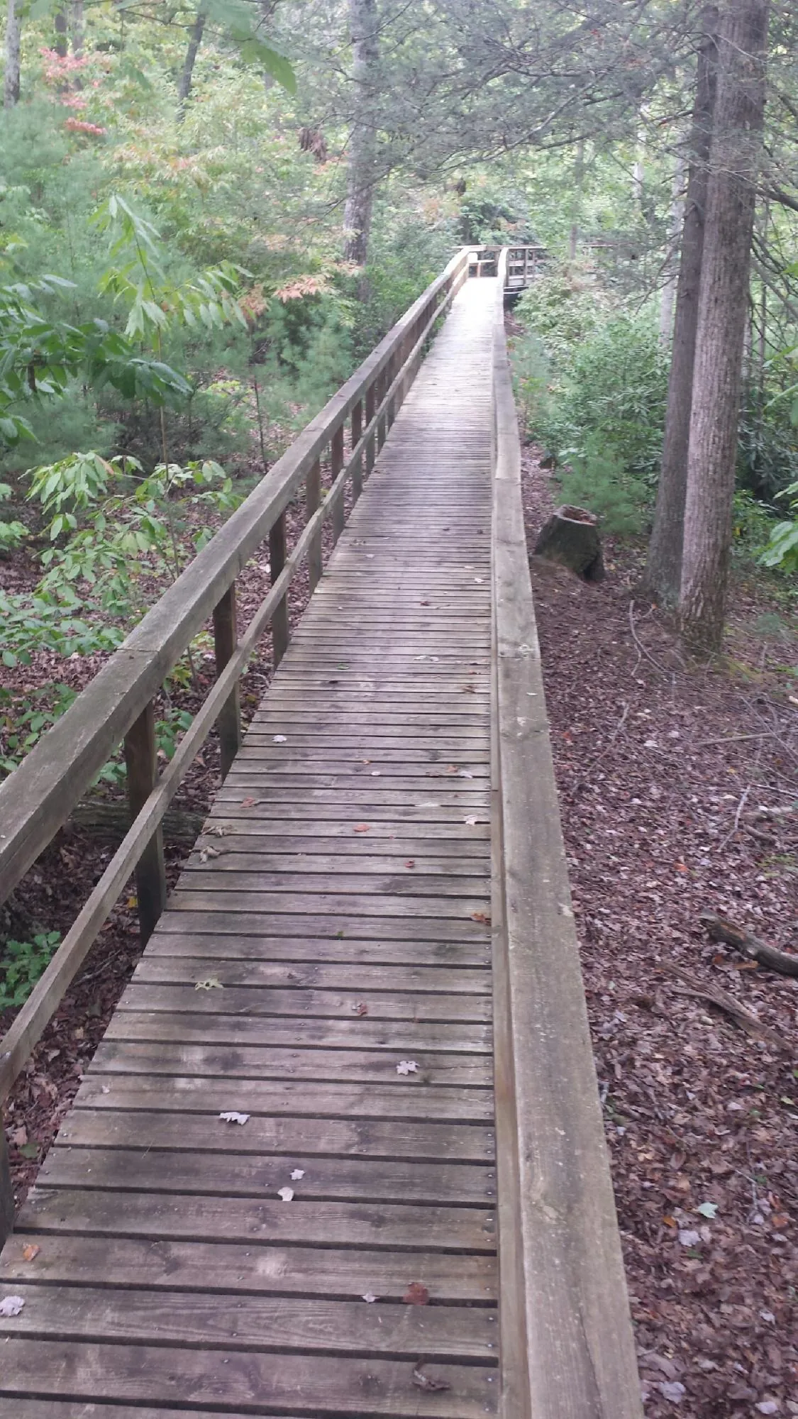 Long wood walkway with handrails built through the woods in Rockton